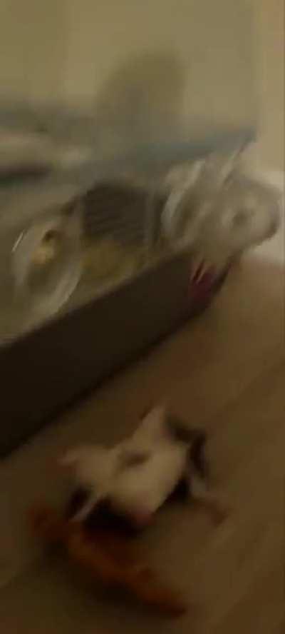 Jellybean thinking she's strong enough