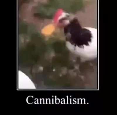 Todo mundo adora frango