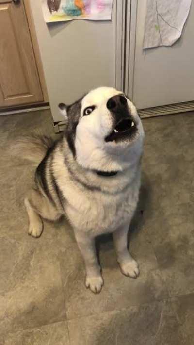 Taco knows how handsome he is