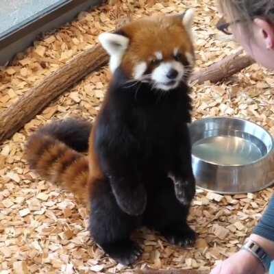 Red panda eating while standing up