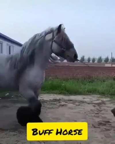 Not car related, but this is one buff horse