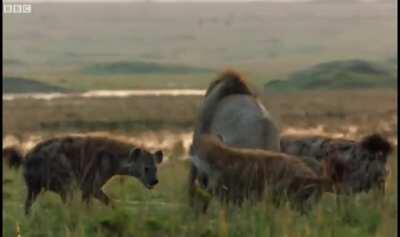 Lion comes to his brothers rescue who was surrounded by a pack of hyenas and rescues him. True brotherhood