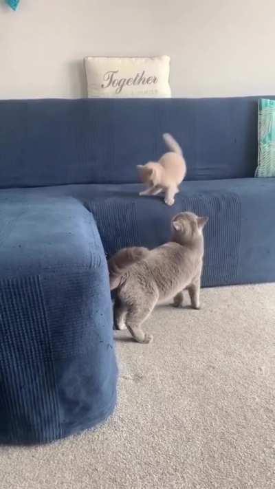 Hah Hah Baby Cat got Momma's Nose