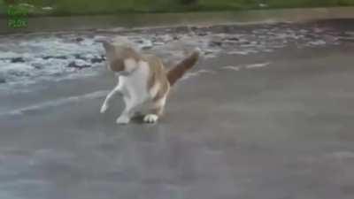 Cat startled on ice