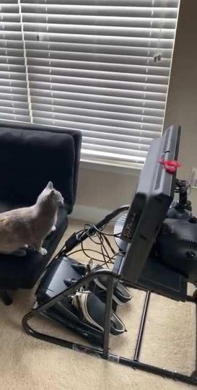 Successful catculation