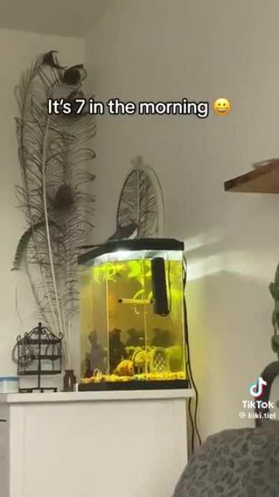 To have peace and quiet in the morning 