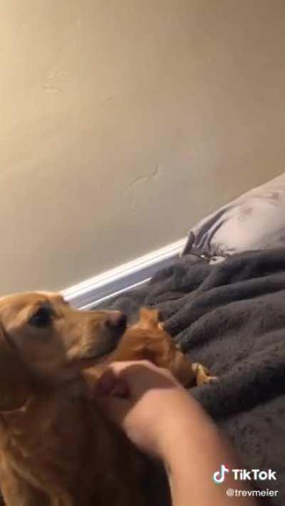 Маленький защитник