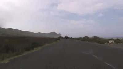 An ostrich chasing cyclists
