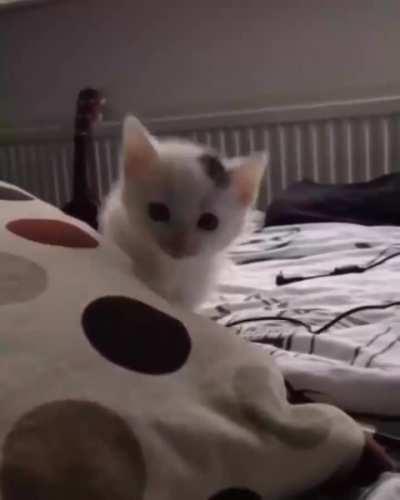 hit kitten making its first attempt