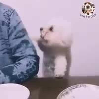 Hey,hey, hey, HEY, that's mine!