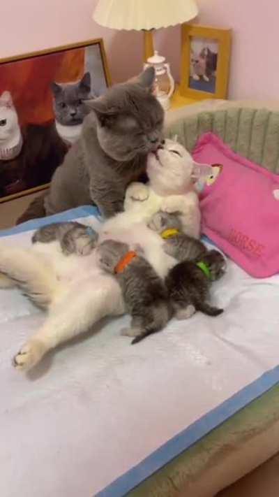 Cat licking its wife while breastfeeding her children