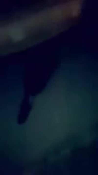 your average polish man when he sees beaver