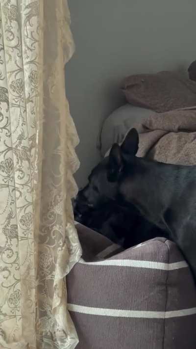 A PoOrlY coNfIgUred SCRaTCHInG MaCHinE aTtACkS tHE faMiLy peT
