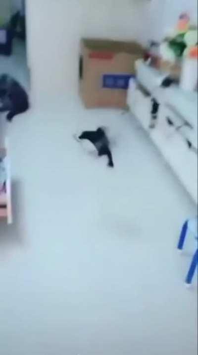 Pet bird, a Jungle Myna, has been trained to go out and look for money, then bring it back home with him