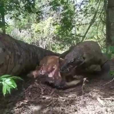 Komodo Dragon has a nice little spawn kill.