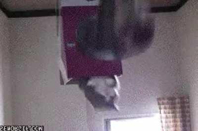 Blursed_cat1