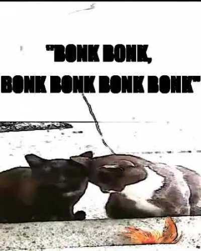 Exeunt Song by The Oh Hellos as depicted by cat gifs