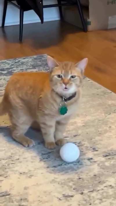 professional yapper 🗣️