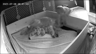 Toddler comes at comforts nursing first time dog mom