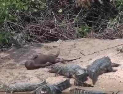 Выдра и крокодильчики