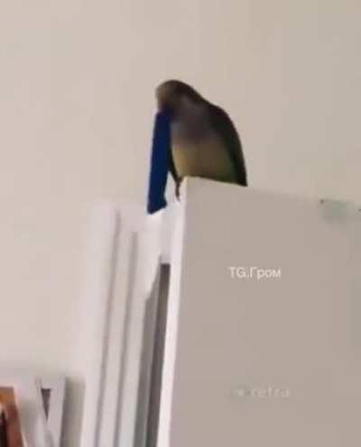 Another perfectly cut scream