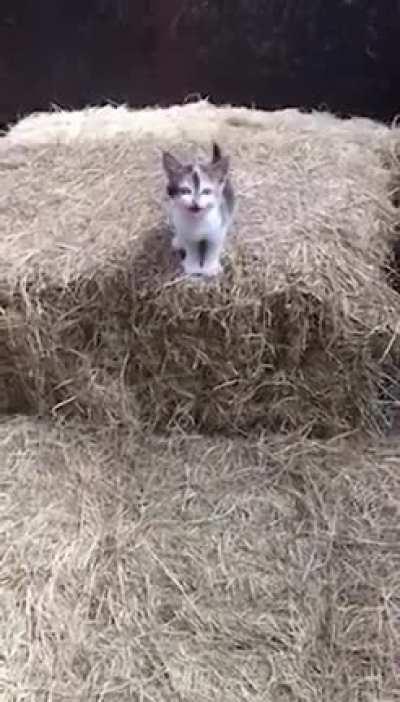 My cat people need me