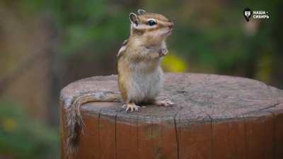 Антитревога. Бурундук.