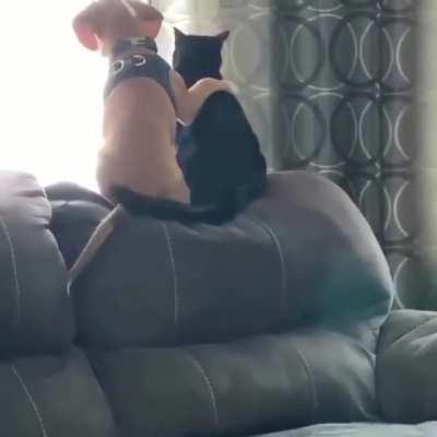 “See that squirrel? Our common enemy.”