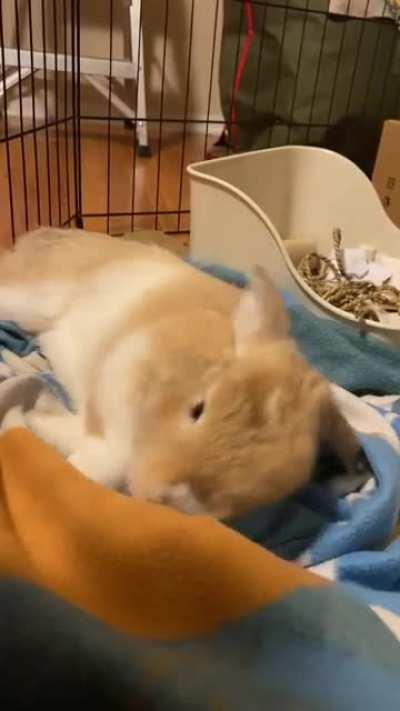 pucci’s favorite blanket (yes he is named after a jojo’s bizarre adventure villain)