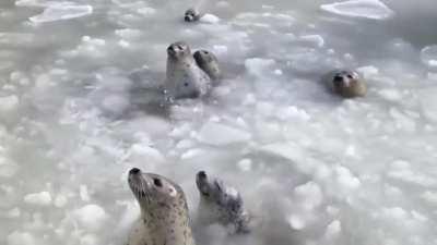Seals demand fibsh