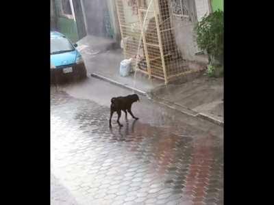 Dog and kid have fun in the rain