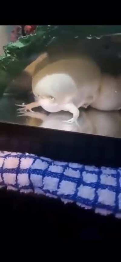 What is THIS exactly ?