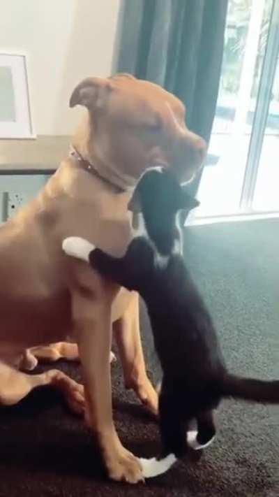 Cat just wants to love dog, dog eventually warms up