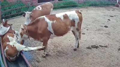 Cows make terrible friends sometimes