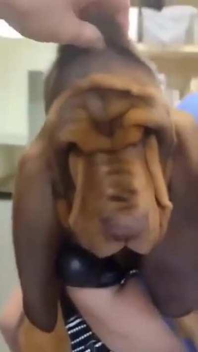 Dog discovers vision 