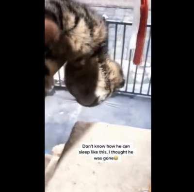 I would have been start crying if i ever see that