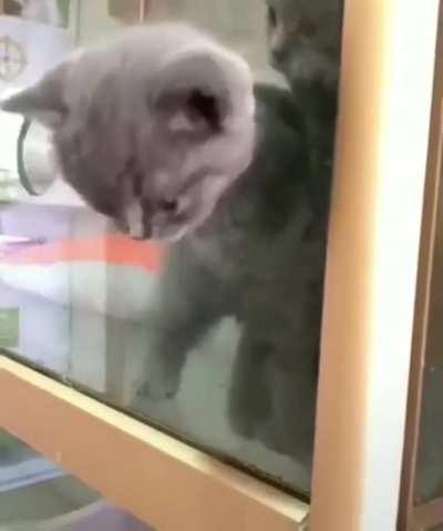 If the head passes the cat passes...