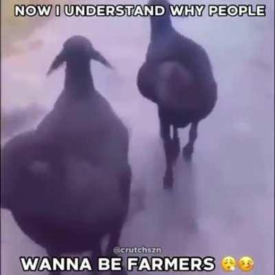 Dear conservatives, I will fuck these sheep