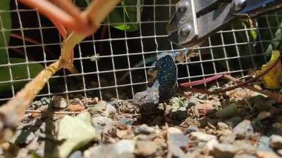 Found the prettiest western fence lizard I've ever seen today