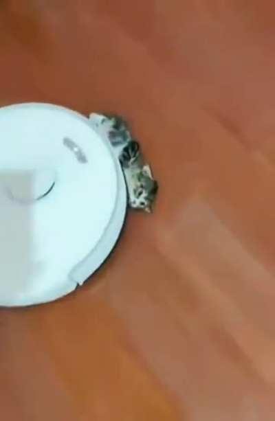 Vicious machine attacks a cat