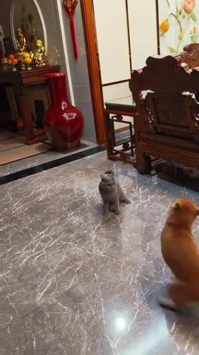 It can't get me if I keep moving - this dog logic