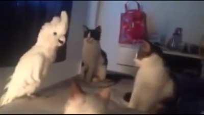 Wait, that's not a cat.