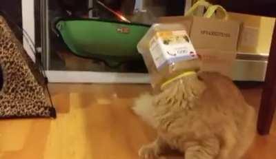 Sunflower found the empty chicken food container 🤦🏼‍♀️