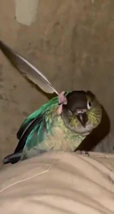 Clever Bird Uses Feather To Scratch His Face