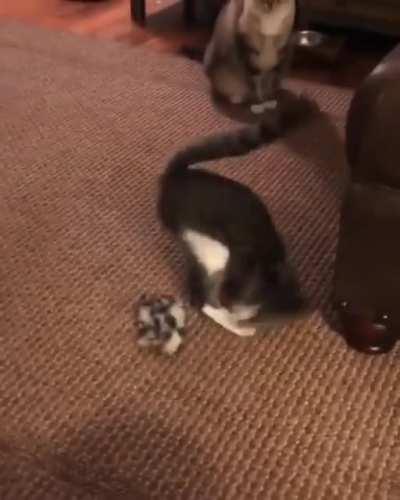 A very special thanks to all those people who are taking care for those animals with special needs ❤