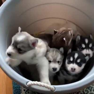 Bucket full of good boys