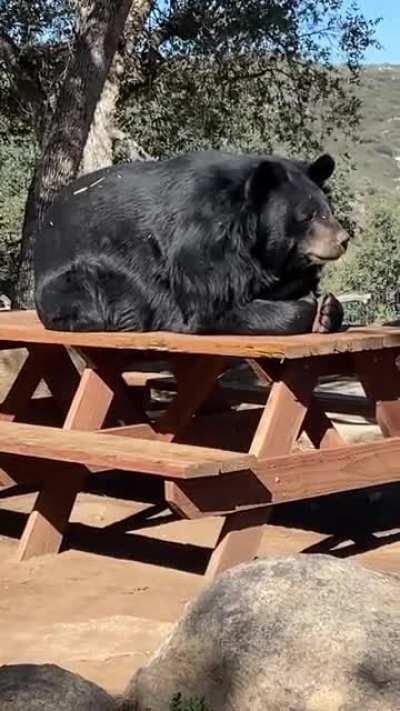 A perfectly satisfying place for a nap in the sun
