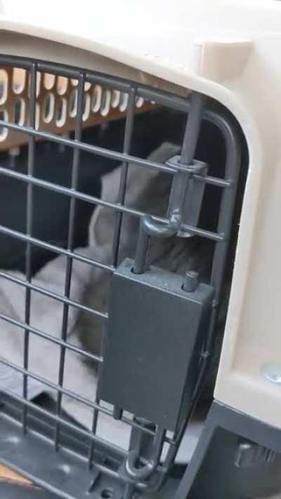 He loves his carrier and the car wasn't even moving. It's just being in the car... This lasted the entire 5 minutes of the car ride