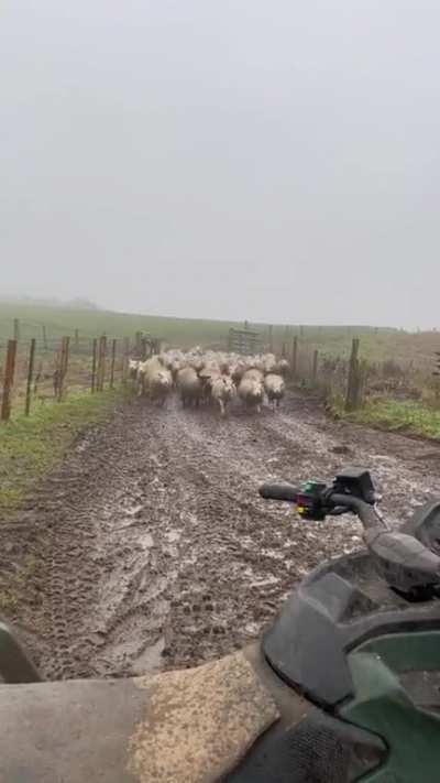 A herding dog at work