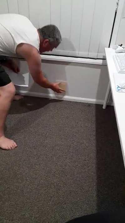 To catch a spider...